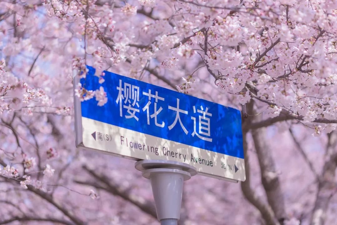 忽然,想去青岛了(图50) 忽然,想去青岛了(图50)