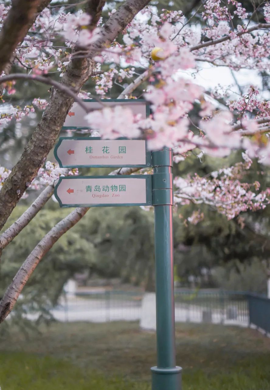 忽然,想去青岛了(图55) 忽然,想去青岛了(图55)