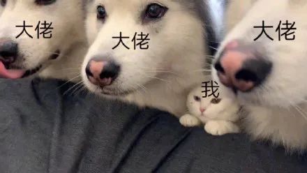 win 11之后,又来了一个新版Windows!微软这是想统一苹果和安卓啊(图1) 图片
