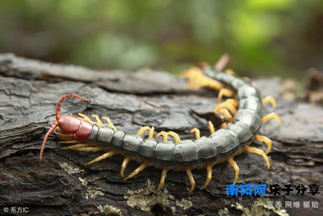 蜈蚣咬了怎么办(蜈蚣咬了怎么处理方法)