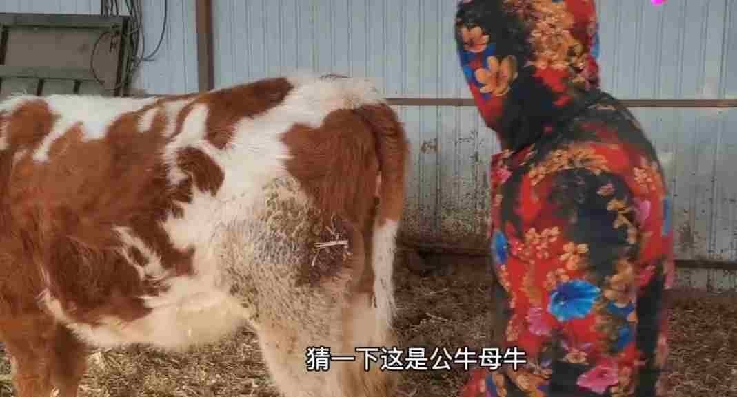 小母牛坐灯泡什么意思?_与歇后语“小母牛坐飞机”堪称经典 小母牛坐灯泡什么意思?_与歇后语“小母牛坐飞机”堪称经典